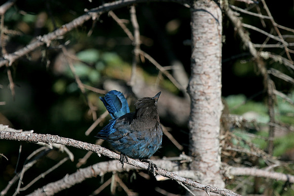 Stellar Jay