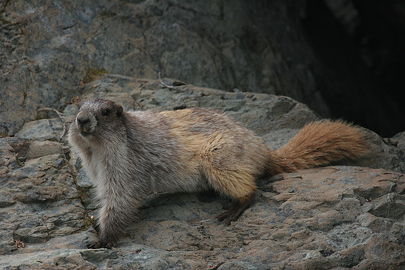 Olympic Marmot