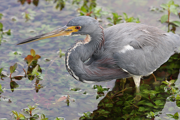 Tricolor Heron