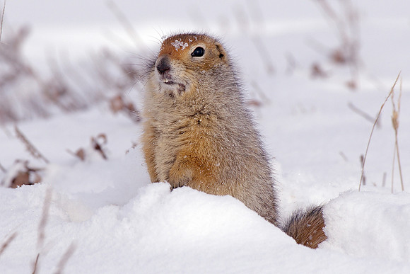 Ground Squirrel