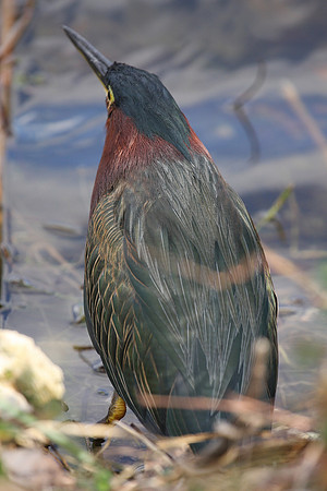 Green Heron