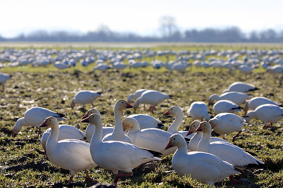 Snow Geese en masse