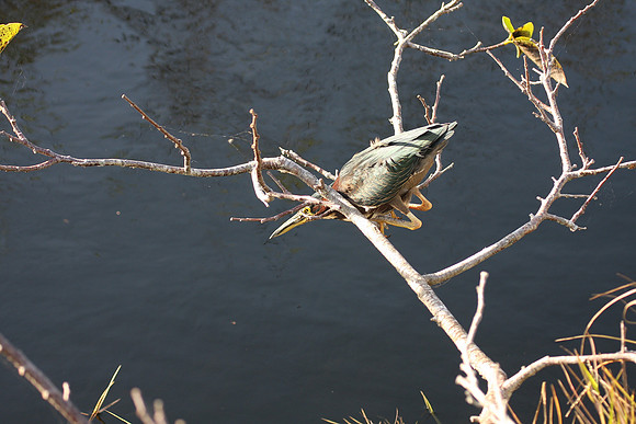 Green Heron