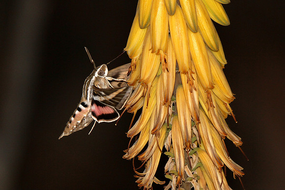 White-lined Sphynx Hummingbird Moth