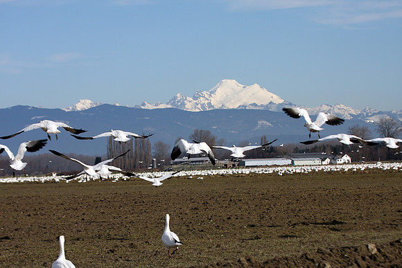 Snow Geese en masse