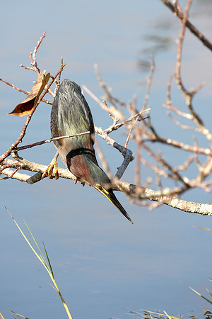 Green Heron