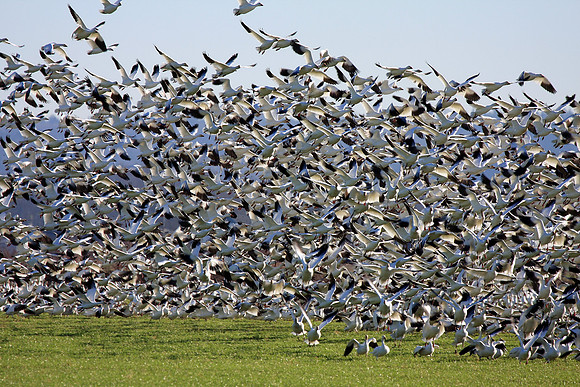 Snow Geese en masse