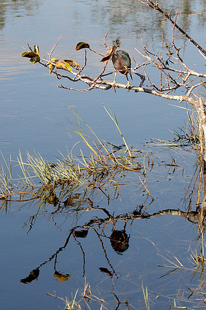 Green Heron