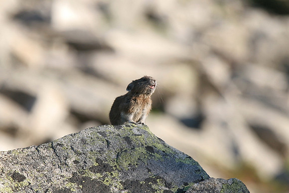 Pika