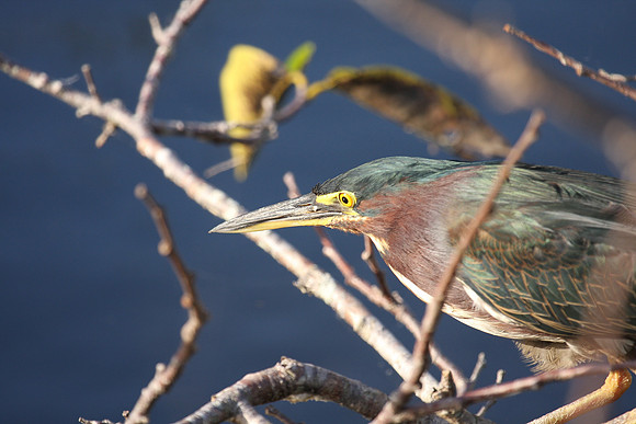 Green Heron