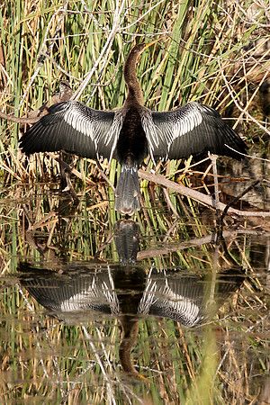 Anhinga