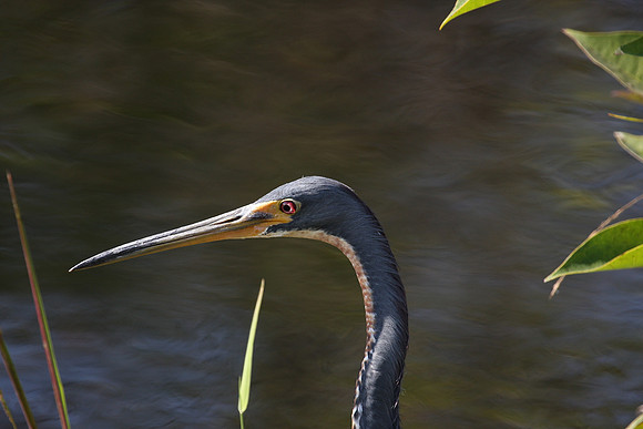 Tricolor Heron