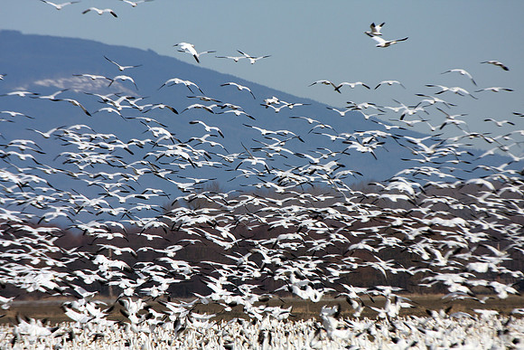 Snow Geese en masse