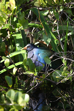 Purple Gallinule