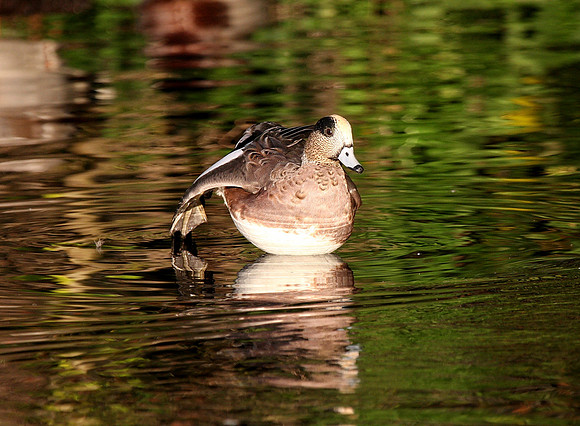 American Wigeon