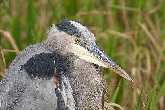 GBH