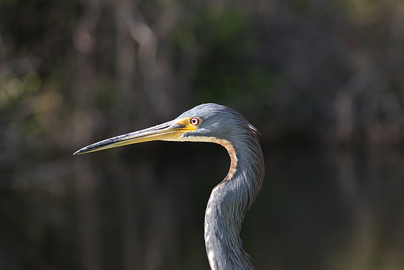 Tricolor Heron