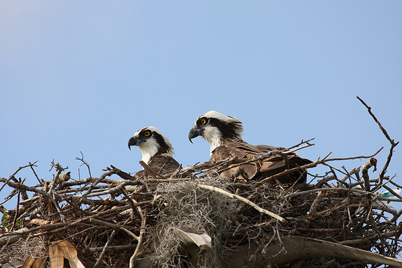 Osprey