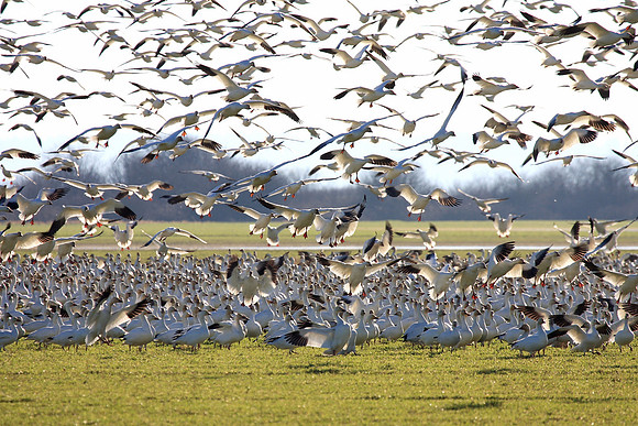 Snow Geese en masse