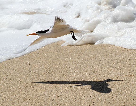 Royal Tern