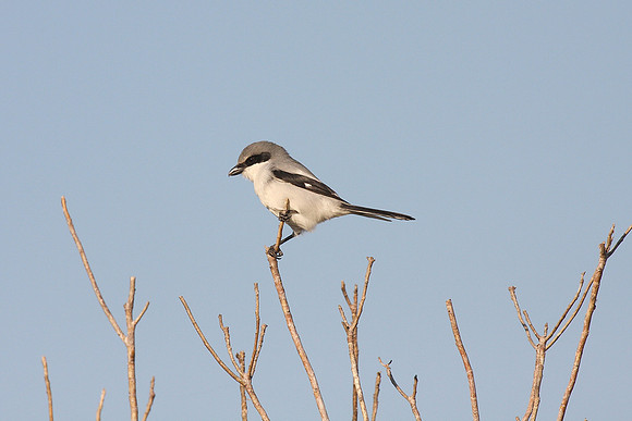 Loggerhead Shrike