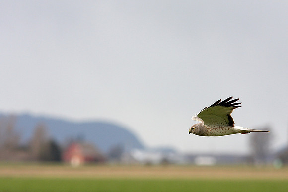 Northern Harrier