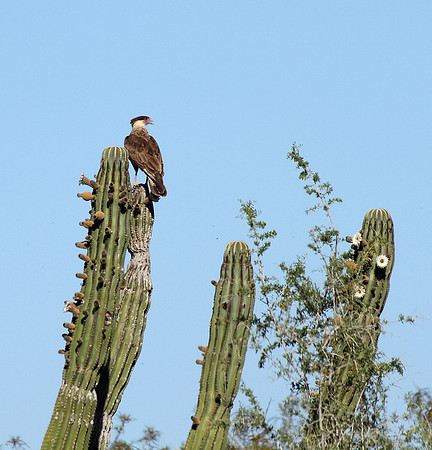 Crested Cara Cara