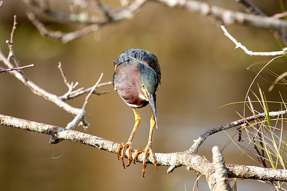 Green Heron