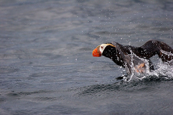 Tufted Puffin