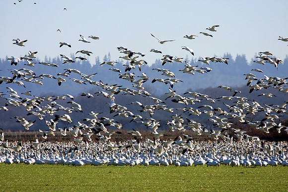 Snow Geese en masse