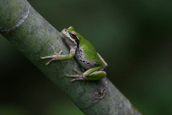 Pacific Tree Frog