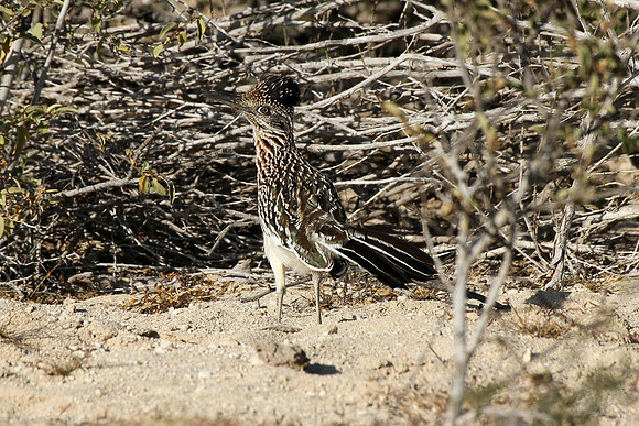 Greater Roadrunner