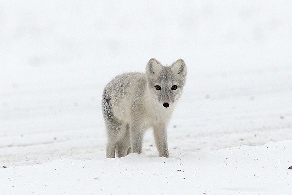 Arctic Fox