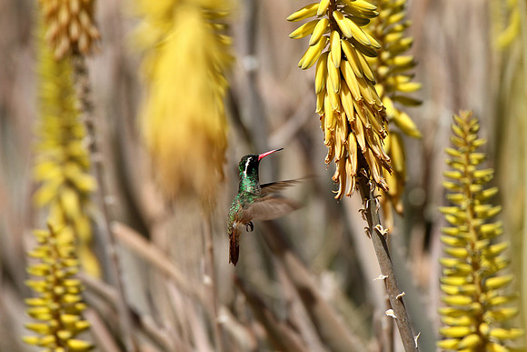 Xantus's Hummingbird