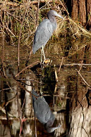 Little Blue Heron