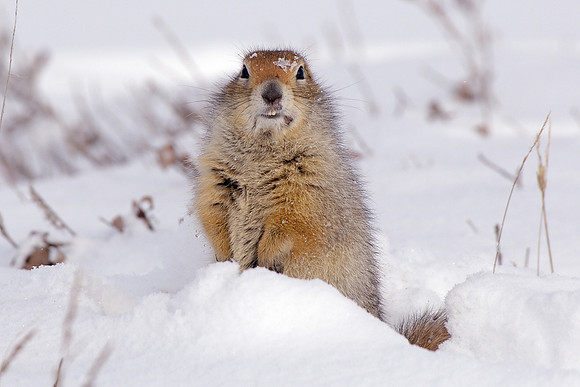 Ground Squirrel