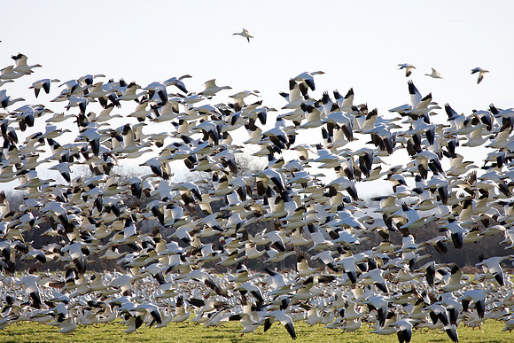 Snow Geese en masse