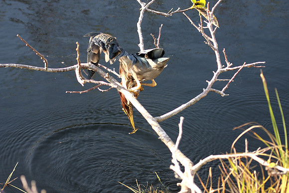 Green Heron