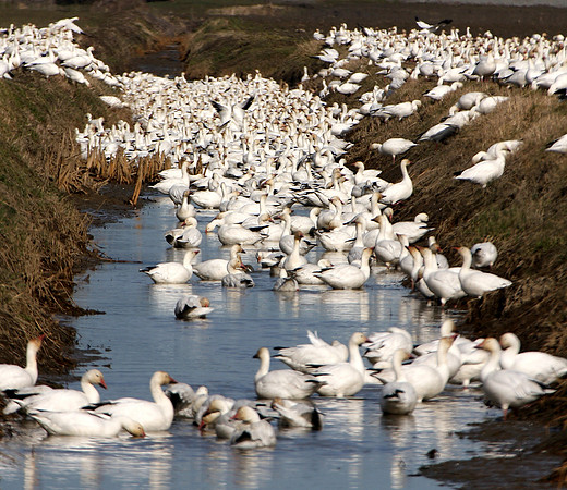 Snow Geese en masse