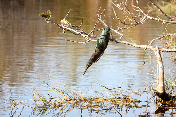 Green Heron