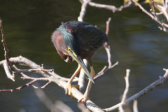Green Heron