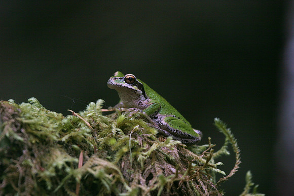 Pacific Tree Frog