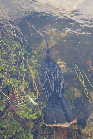 Anhinga