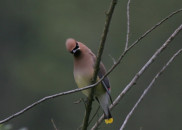 Cedar Waxwing