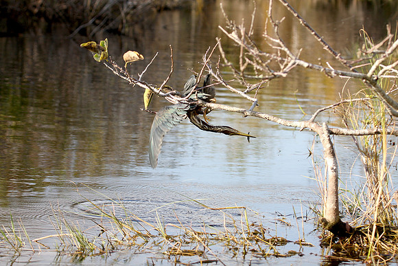 Green Heron
