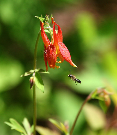 Columbine