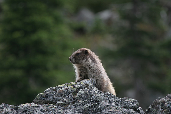 Olympic Marmot