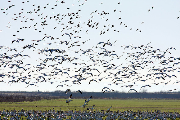 Snow Geese en masse
