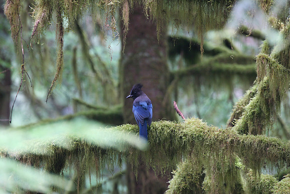 Stellar Jay