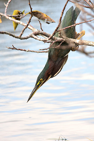 Green Heron